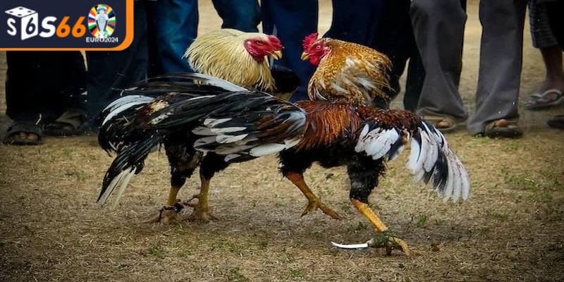 Đá gà cựa dao là hình thức thi đấu đặc biệt của môn chọi gà