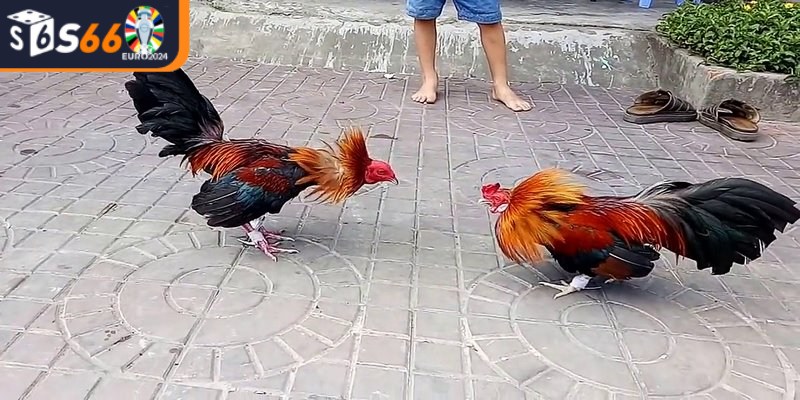 Đá gà tre là một hình thức đá gà truyền thống ở Việt Nam