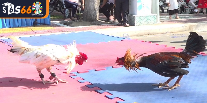 Những lợi ích khi tham gia đá gà tại nhà cái uy tín hàng đầu S66